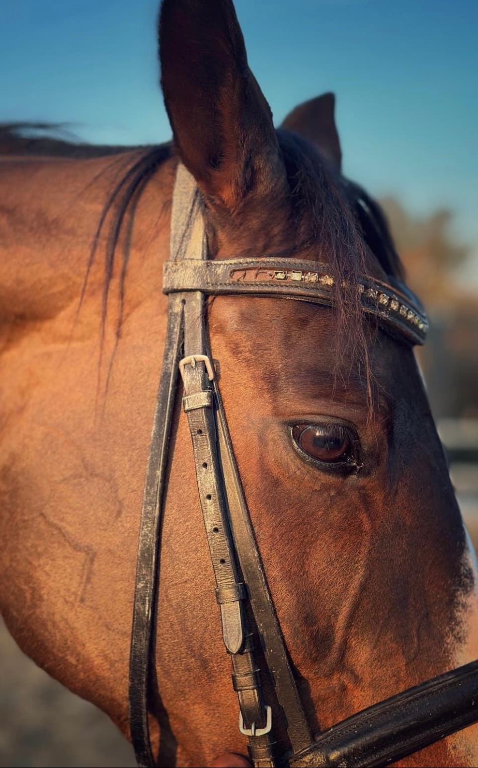 دەرەوەی تەویلە